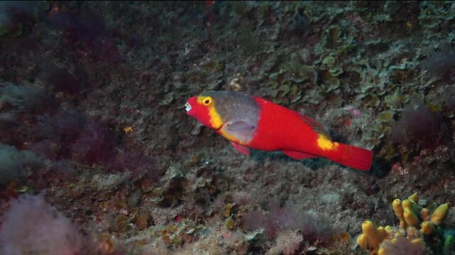 Colorful red and yellow parrotfish swimming over a volcanic reef while scuba diving and snorkeling in the Canary Islands