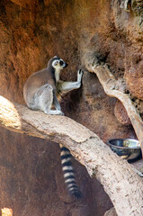 Fototapeta premium A lemur rests on a branch in Ukumarí Park, Pereira, Colombia, highlighting wildlife conservation efforts.