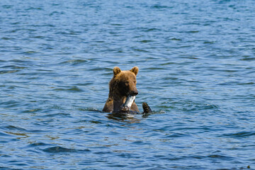 Nach erfolgreicher Jagd - Ein junger Grizzlybär in Küstennähe  mit einem Lachs im Maul © Thomas