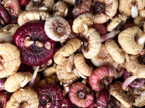 A close-up of many gladiolus corms of different varieties, a texture of planting material for a spring garden, a concept of gardening and preparation for the season.