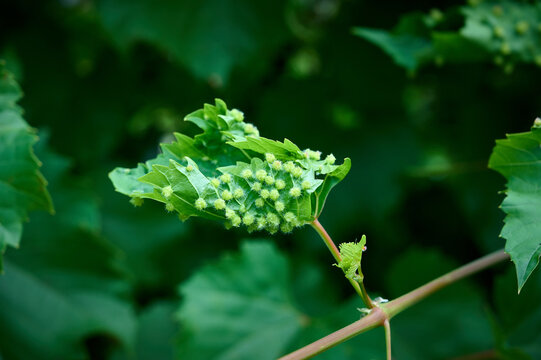Grape leaves with abnormal growths called galls.