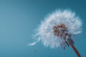Fototapeta premium Airy dandelion seeds in a calm blue background scene