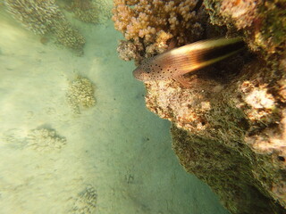 Paracirrhites forsteri, commonly known as the blackside hawkfish, is a reef-associated marine fish found in the Indo-Pacific region, including the Red Sea. It is easily recognized by its robust body, 