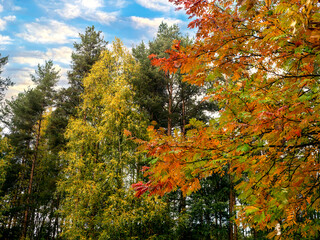 Autumn colorful landscape with multi-colored rowan foliage on branches against a forest background.
