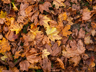 Autumn natural background with dry fallen yellow maple leaves.