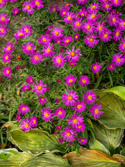 Vertical natural autumn background with lilac flowers aster purple dome.
