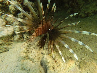The lionfish (Pterois volitans) is a striking marine fish native to the Indo-Pacific region, known for its bold striped coloration and long, venomous fin spines. It inhabits coral reefs and rocky area