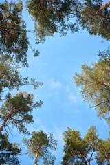 Obraz premium Scenic view of tall pine trees with blue sky and clouds.