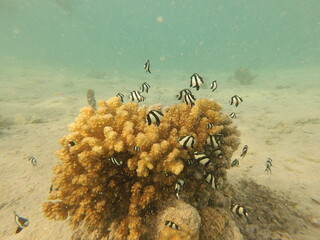 The scleractinian coral Pocillopora verrucosa provides essential structural shelter for the humbug damselfish Dascyllus aruanus in Indo-Pacific reef systems. Its dense, branching morphology creates co © Michaela Holubová