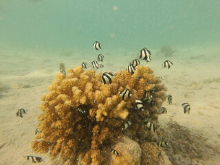 The scleractinian coral Pocillopora verrucosa provides essential structural shelter for the humbug damselfish Dascyllus aruanus in Indo-Pacific reef systems. Its dense, branching morphology creates co © Michaela Holubová