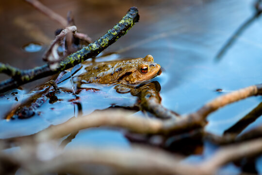 A male common toad (Bufo bufo) swims in a pond in the Sauerland region, hidden and well camouflaged among branches in the water. After the arduous and dangerous migration to the spawning grounds, the 