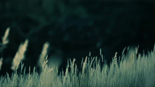 Golden sunlight gently highlighting delicate arundo plants with their distinctive feathery plumes standing tall against a dark, softly blurred background