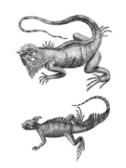 Fototapeta premium Hand drawing lizard illustration isolated on white background, detailed reptile sketch.
