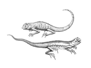Naklejka premium Hand drawing lizard illustration isolated on white background, detailed reptile sketch.
