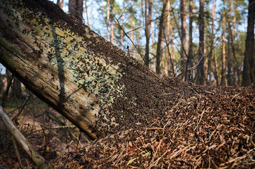 Fototapeta premium Large colony of ants (Lasius fuliginosus) on an old, moss-covered tree trunk in a sunny forest.