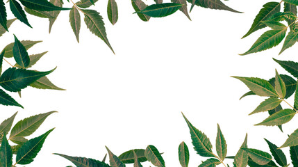 laurel wreath on white background