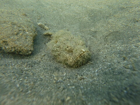 Scorpaenopsis diabolus, commonly known as the devil scorpionfish, is a venomous marine fish found in the Indo-Pacific region. It is a master of camouflage, blending into coral reefs and rocky substrat