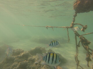 Abudefduf vaigiensis, commonly known as the Indo-Pacific sergeant or sergeant major, is a brightly colored reef fish widely distributed throughout the Indo-Pacific region, including the Red Sea and In