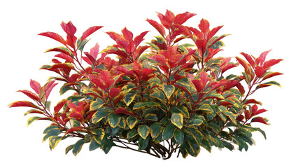 Obraz premium Dense cluster of vibrant red and green foliage