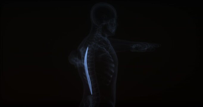 Spinalis dorsi in human body. X Ray. Loop