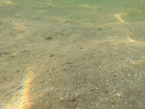 red sea sand dwellers markings