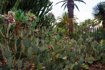 Obraz premium Palm Trees and Cacti in Lush Park Featuring Native Canary Islands Flora