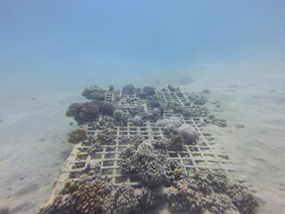Construction for the restoration of a coral reef in Egypt involves the installation of artificial reef structures designed to promote coral settlement, growth, and ecosystem recovery. These structures