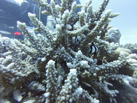 coral acropora hemprichii and fish humbug damselfish Dascyllus aruanus using it as a shleter
