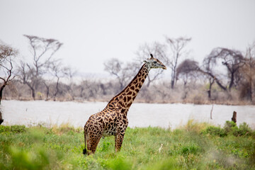 Fototapeta premium Giraffe standing in African savanna landscape