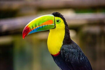 Obraz premium A vibrant toucan displays its striking colors in Ukumarí, Pereira, Risaralda, Colombia. A stunning representation of wildlife conservation.