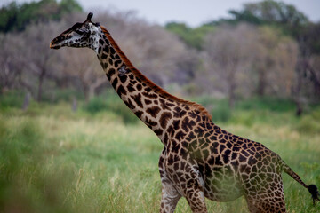 Giraffe standing in African savanna landscape