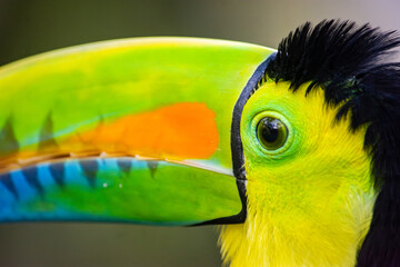 Obraz premium A close-up of a vibrant toucan's head with striking colors. Captured in Ukumarí Park, Pereira, Risaralda, Colombia.