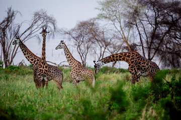 Fototapeta premium Giraffe standing in African savanna landscape