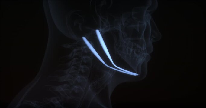 Digastric muscle in human body. X Ray