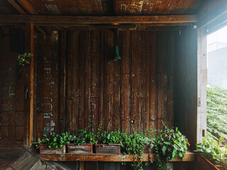 Tropical Potted Plants with Lush Green Leaves on Rustic Wood Shelf © David