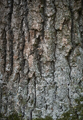 Obraz premium Close-up of texture of old tree bark with deep cracks covered with green moss and lichen. Natural forest background.
