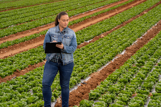 Female farmer inspecting lettuce field writing on clipboard