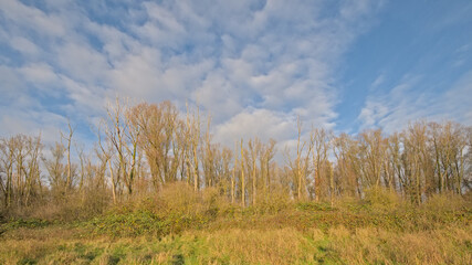 Fototapeta premium sunny bare winter forest in Vinderhoutse bossen nature reserve, Flanders, Belgium 