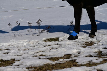 Pferdebein im Schnee mit Hufverband