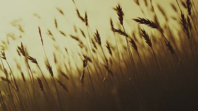 Field of dry wild grass creating a beautiful abstract pattern against the blurry golden sunlight, evoking feelings of peace, warmth, and nature's quiet beauty