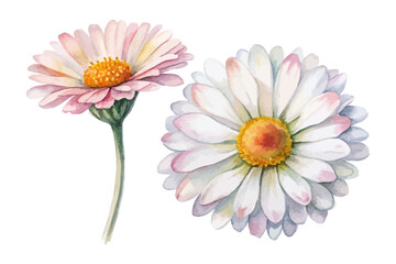 Watercolor Bellis Perennis Daisy Illustration, Minimal Floral Clipart, vector illustration isolated on white background © Tanvir Rana