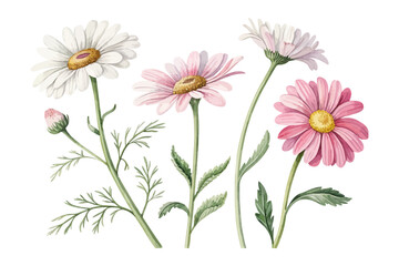 Watercolor Bellis Perennis Daisy Illustration, Minimal Floral Clipart, vector illustration isolated on white background © Tanvir Rana