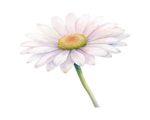 Minimal Watercolor Daisy Flower, Bellis Perennis Floral Clipart Illustration Isolated on White © Tanvir Rana