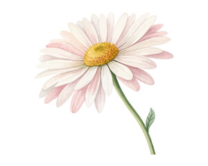 Minimal Watercolor Daisy Flower, Bellis Perennis Floral Clipart Illustration Isolated on White © Tanvir Rana