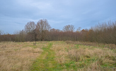 Obraz premium Meadow and bare winter forest in the Flemish countryside. 