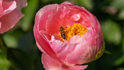 Honey bee pollinating a vibrant pink peony