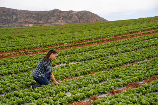 Woman farming organic lettuce in rural field