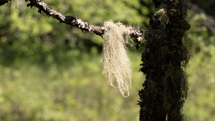 Beard lichen hanging from a tree branch