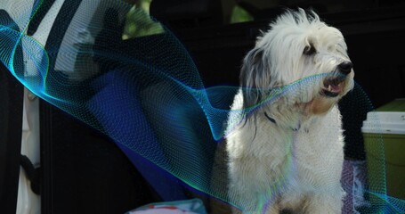 Sitting shaggy white-gray dog facing right in SUV cargo with cooler, collar and blue-green ribbon