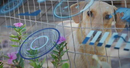 Standing tan medium dog peering through wire mesh fence in pen with blue decals, pink flowers